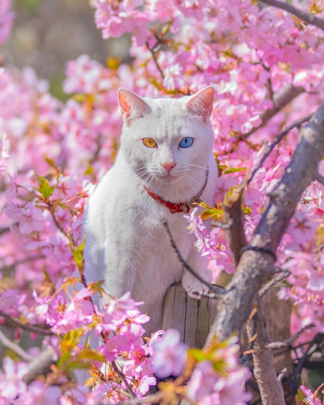 ¿Sabías que en Japón se dice que los gatos de ojos extraños traen buena suerte? ⁣⁣⁣⁣¿Te gustaría tener un gato de ojos extraños como mascota?¿O eres más una persona de perros? ⁣⁣¡Comenta! Foto de @astrailor_jp️Feliz viaje de autodescubrimiento y despertarGracias, gracias, gracias, Namaste, @dinopierini#reiki #reikimaracaibo #reikivenezuela #reikiusui #paz #gratitud #reikisalud #reikizulia