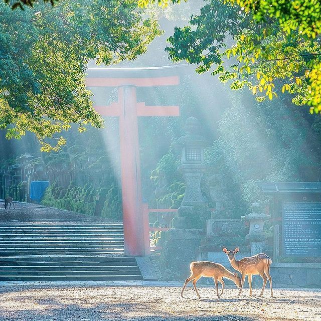 Kasuga Taisha - 春日大社. Kasuga Taisha es un santuario ubicado en el parque de Nara en la prefectura de Nara.Los ciervos son tratados con gran importancia en Kasuga Taisha, ya que son considerados como mensajeros de los dioses, y hay más de 1.000 de ellos viviendo dentro de los terrenos del santuario.Un lugar espectacular, que sin duda debes visitar si vas a Japón.📸: @mo__photograph️ Otro hermoso santuario en Japón.️ Feliz viaje de autodescubrimiento y despertarCasa Reiki y Salud, una caricia para el alma, ampliando el circulo de luz, promoviendo una vida de felicidad y bienestar.Gracias, gracias, gracias, Gassho, @dinopierini🌐Página WEB: www.gReiki.com#consciencia #alma #bienestar #inspiracion #despertar #despertarespiritual #reikimaracaibo #reikivenezuela #reikizulia#japon #KasugaTaisha #Nara