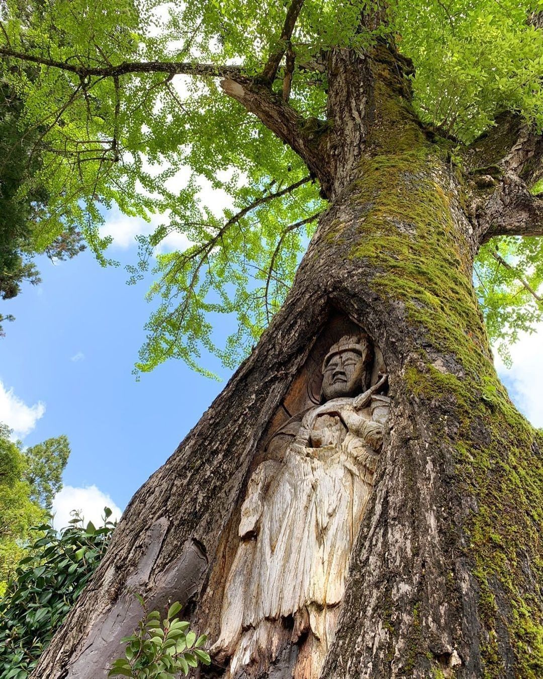 ¿Alguna vez has visto algo tan impresionante tallado directamente en un árbol? 🌳La espléndida escultura, Ichou Kannon Ginkgo Statue, que se ve aquí en un árbol Ginkgo Biloba de 450 años en Wakasa, Prefectura de Fukui.El tallado mira bajo las ricas hojas verdes y el cielo azul. Foto tomado por @ 1013maron️ Feliz viaje de autodescubrimiento y despertarCasa Reiki y Salud, una caricia para el alma, ampliando el circulo de luz, promoviendo una vida de felicidad y bienestar.Gracias, gracias, gracias, Námaste, @dinopierini🌐Página WEB: www.gReiki.com#consciencia #alma #bienestar #inspiracion #despertar #despertarespiritual #reikimaracaibo #reikivenezuela #reikizulia#japon #japanculture #japanview