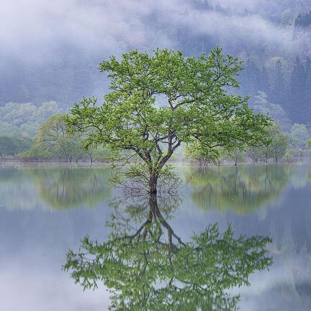 Shirakawa Lake - 白川湖, en Japón.En primavera, el lago Shirakawa se llena de agua de la nieve derretida a medida que fluye hacia la presa, creando una escena mística en la que los sauces parecen crecer fuera del lago.Esta es una vista rara que solo se puede ver durante el período de un mes cuando la presa está llena de agua.️ Otro hermoso lugar que visitar en Japón.️ Feliz viaje de autodescubrimiento y despertarCasa Reiki y Salud, una caricia para el alma, ampliando el circulo de luz, promoviendo una vida de felicidad y bienestar.Gracias, gracias, gracias, Gassho, @dinopierini🌐Página WEB: www.gReiki.com#reikimaracaibo #reikivenezuela #reikizulia #reikisalud #zentemple #japanesetemple #japanesegarden #japanlover #lovejapan