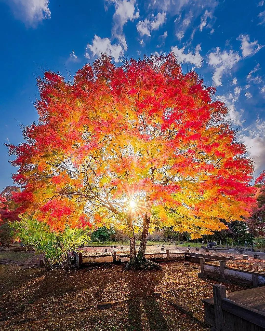 Phoenix tree, Hermoso arbol de arce, que se proyecta como un Phoenix. Foto tomada en el Castillo de Oka, Oita.Los colores de otoño son muy particulares, recuerdan el fin del año y cosecha del 2021.Feliz viaje de autodescubrimiento y despertar.Gracias, Gracias, Gracias, Gassho, @dinopierini#reikivenezuela #reikizulia #reikimaracaibo #japon