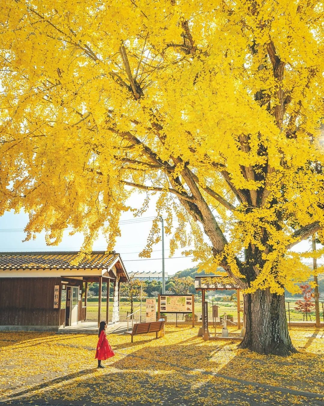 La prefectura de Hyogo es una prefectura de Japón ubicada en la región de Kansai de Honshu.⁣⁣¿Prefieres más el otoño o alguna otra temporada?Foto @kaji_nori06Los colores de otoño son muy particulares, recuerdan el fin del año y cosecha del 2021.Feliz viaje de autodescubrimiento y despertar.Gracias, Gracias, Gracias, Gassho, @dinopierini#reikivenezuela #reikizulia #reikimaracaibo #japon #sabiduriajaponesa