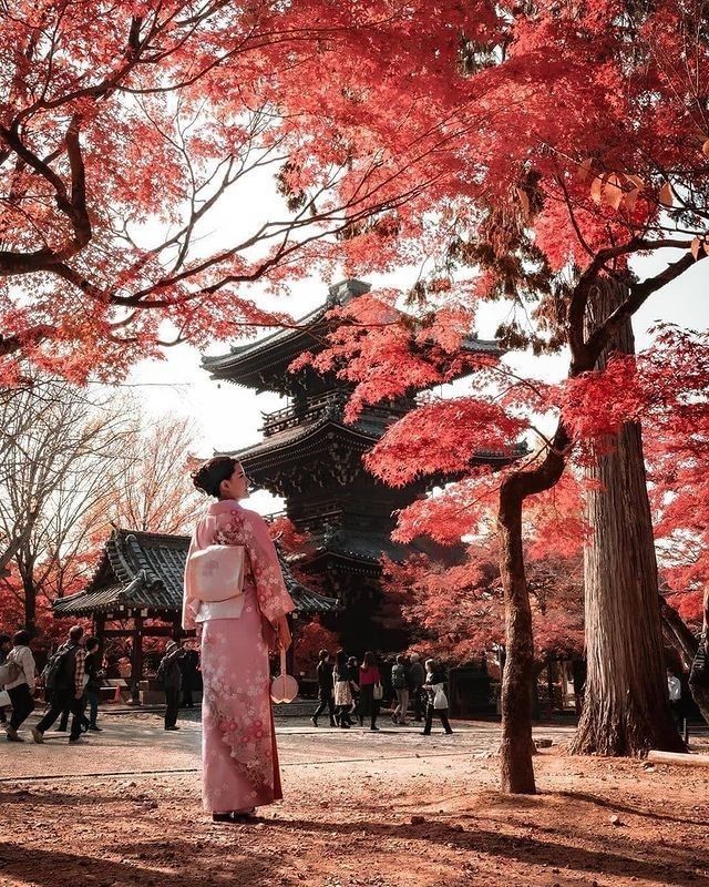 ¿Qué te gusta más, el santuario, el kimono o los colores otoñales? ⛩️¡Porque es una mezcla perfecta!¿Qué sitio de Japón te gustaría visitar?Feliz viaje de autodescubrimiento y despertar.Gracias, Gracias, Gracias, Gassho, @dinopierini#reikivenezuela #reikizulia #reikimaracaibo #japon #sabiduriajaponesa