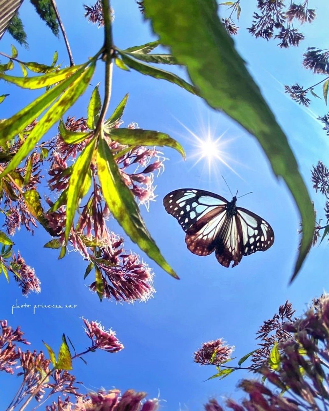 Para sanar y despertar, debemos transformarnos en nuevo ser, dejándonos fluir con nuestra naturaleza, esencia y en comunión con nuestra divinidad.Otro hermoso regalo de la naturaleza, feliz, bendecido y exitoso fin de semana. Foto tomada en el Parque floral de Kuju, prefectura de Oita, el pasado Jueves, 28 de octubre de 2020. gracias gracias, gracias a @princess.nao , por tan hermoso regalo.¡Que espectacular foto!¿Qué sitio de Japón te gustaría visitar?Feliz viaje de autodescubrimiento y despertar.Gracias, Gracias, Gracias, Gassho, @dinopierini#reikivenezuela #reikizulia #reikimaracaibo #japon #sabiduriajaponesa