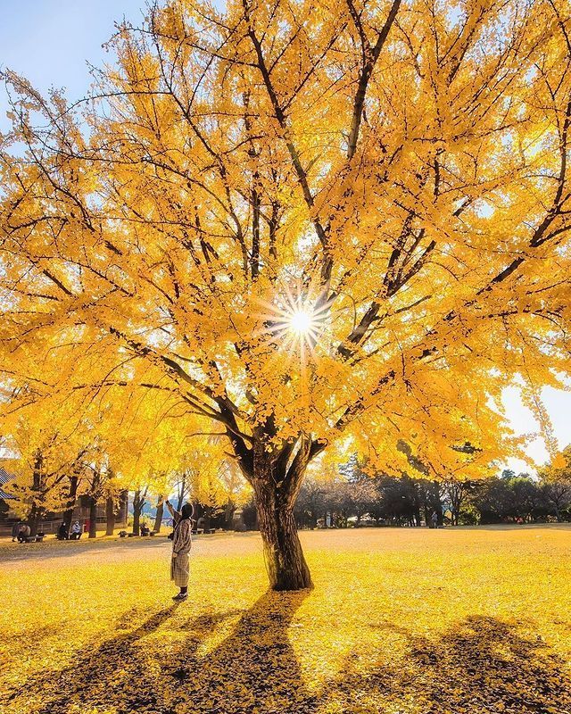 Sabes, son arboles de Ginkgo en el"Museo de Historia de la Prefectura de Ibaraki" en la Prefectura de Ibaraki.EN el museo hay 59 árboles de ginkgo, lo que lo convierte en un lugar popular para las hojas de otoño en la prefectura de Ibaraki. Las hojas amarillas se manifiestan desde principios hasta mediados de noviembre de cada año.En la línea de 130 m de árboles de ginkgo se celebra el"Festival de Ginkgo del Museo de Historia" en noviembre de cada año. Es una obra maestra que el jardín se convierta en una alfombra amarilla.¿Hermoso verdad?¿ Qué sitio de Japón te gustaría visitar?Feliz viaje de autodescubrimiento y despertar.Gracias, Gracias, Gracias, Gassho, @dinopierini#reikivenezuela #reikizulia #reikimaracaibo #japon #sabiduriajaponesa