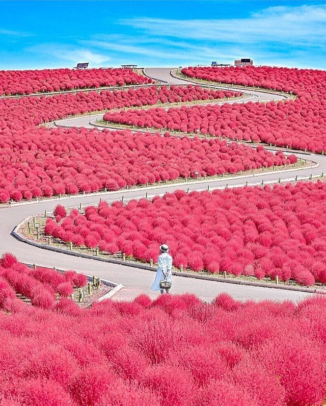 ¡Japón tiene su propia alfombra roja!Esto es Hitachi Seaside Park en Ibarak iPrefecture. El parque está frente al Océano Pacífico y ofrece hermosas flores durante todo el año, incluidos 32,000 arbustos de kochia conocidos por su color rojo brillante en otoño Sabes, que a veces el proceso de sanación y remisión es como el camino que vez en la imagen. No siempre es una línea recta, puede tener bajos y altos, pero si te das el permiso de recuperar tu armonía y balance, volviendo al camino de paz y plenitud, tu cuerpo hace lo que sabe hacer de forma perfecta, SANAR.¡Que espectacular foto! @sanbonsuge1986¿Qué sitio de Japón te gustaría visitar?Feliz viaje de autodescubrimiento y despertar.Gracias, Gracias, Gracias, Gassho, @dinopierini#reikivenezuela #reikizulia #reikimaracaibo #japon #sabiduriajaponesa