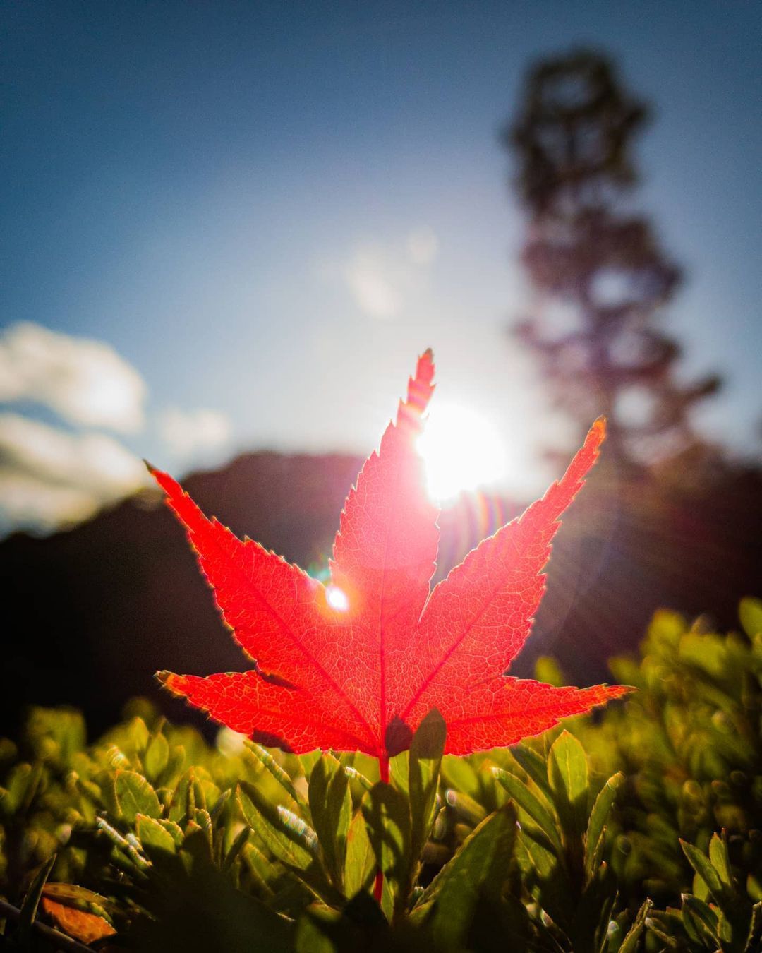 La belleza de las hojas de otoño en el Templo Eihoji, en Gifu, Japón.Feliz amanecer.¿Que sitio de Japón te gustaría visitar?Gracias gracias gracias, un abrazo de luz, Gassho, Dino#reikivenezuela #reikimaracaibo #reikizulia #reikisalud#TemploEihoji #Gifu