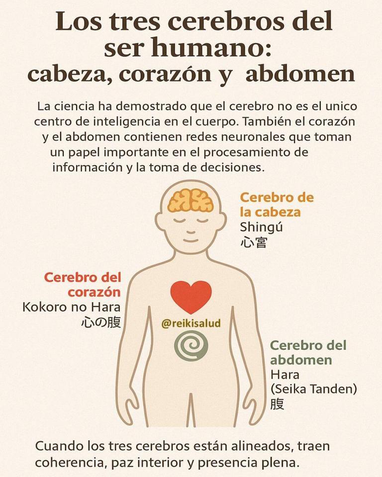 🌟 Los tres cerebros del ser humano: cabeza, corazón y abdomen 🌟