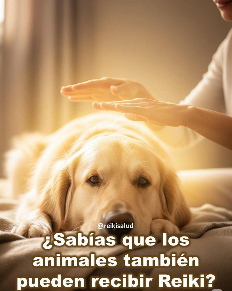 ¿Sabías que los animales también pueden recibir Reiki?