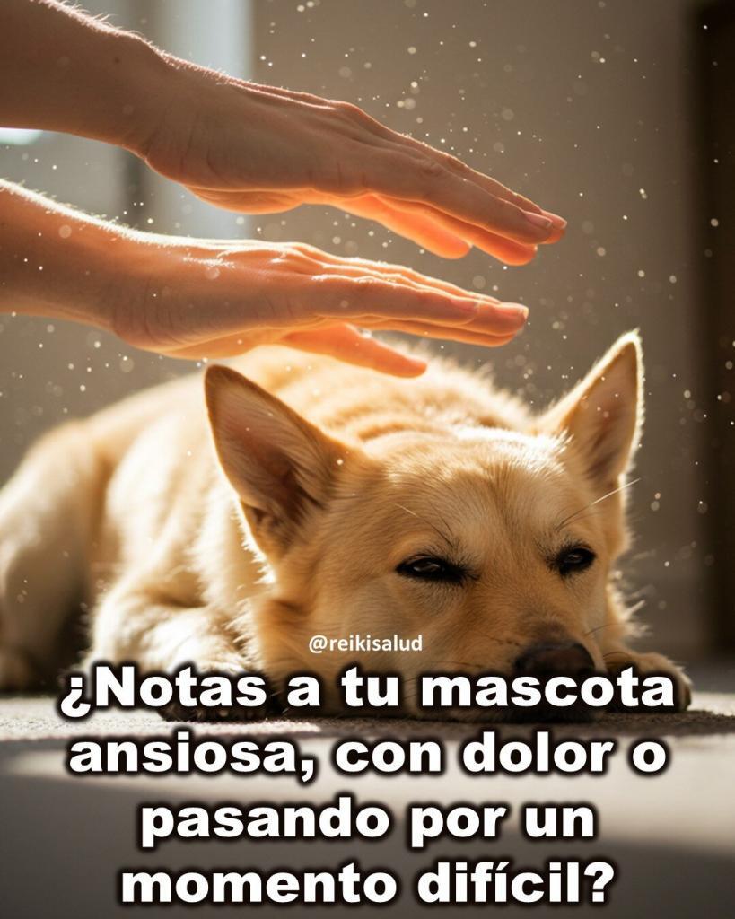 Notas a tu mascota ansiosa con dolor o pasando por un momento dificil ¿Notas a tu mascota ansiosa, con dolor o pasando por un momento difícil?